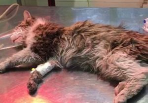 Triệu chứng của bệnh giảm bạch cầu ở mèo