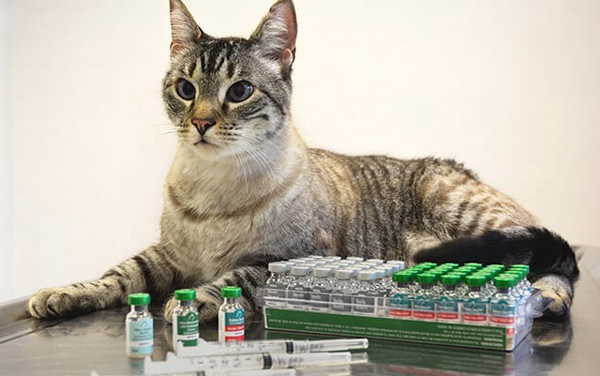 Vắc-xin 4 bệnh cho mèo giá bao nhiêu?