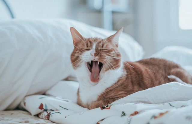 Mèo Nhào Bột Là Gì?