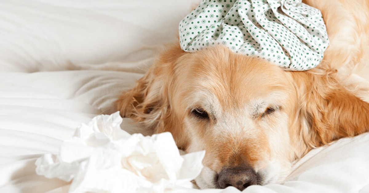 Chó Bị Care Bao Lâu Thì Khỏi?