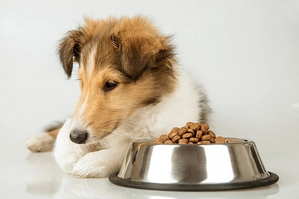 Chó Bỏ Ăn Bao Lâu Thì Chết?