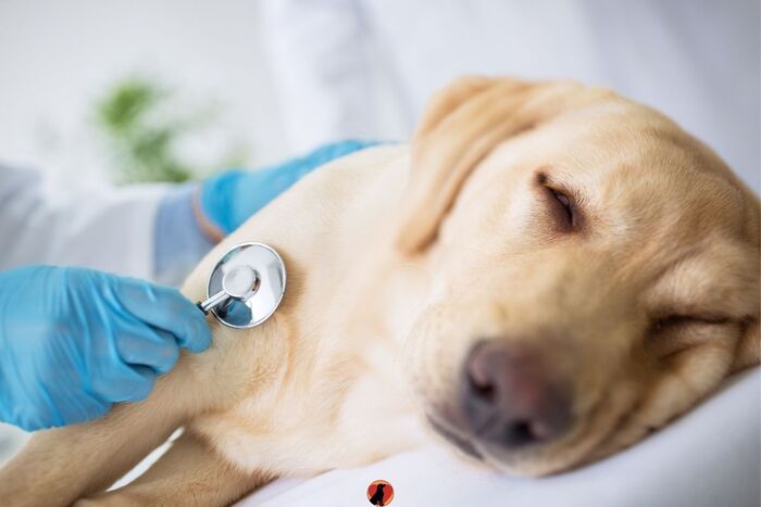 Chó Bỏ Ăn Phải Làm Sao?