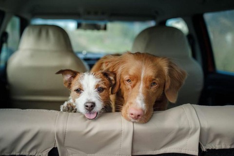 Dấu Hiệu Chó Mèo Bị Say Xe