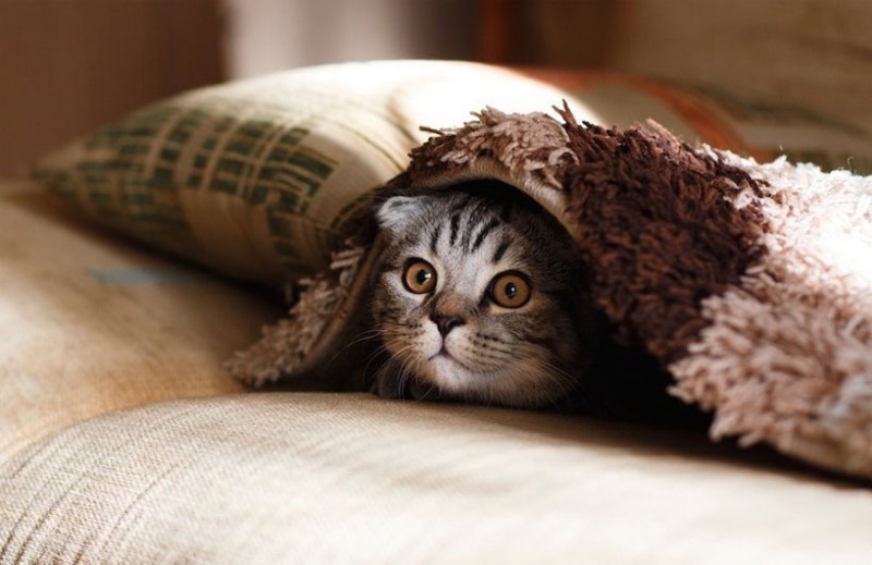 Hành Vi Của Mèo Khi Nghe Âm Thanh Đáng Sợ