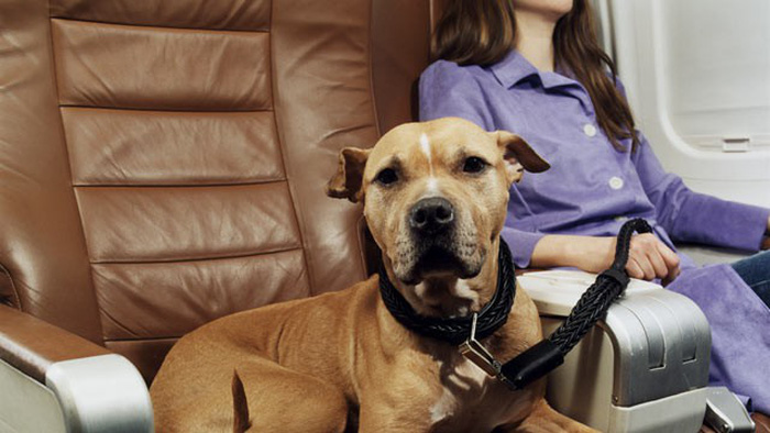 Lựa Chọn Phương Tiện Vận Chuyển