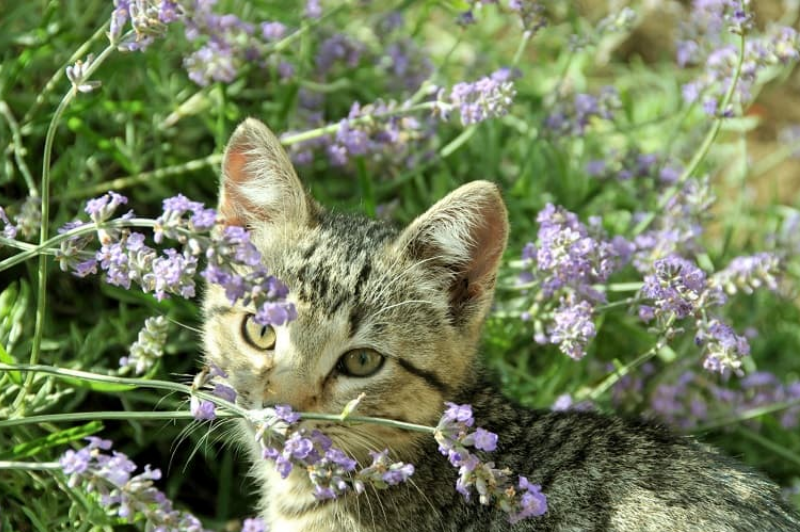 Mùi Hoa Oải Hương (Lavender)