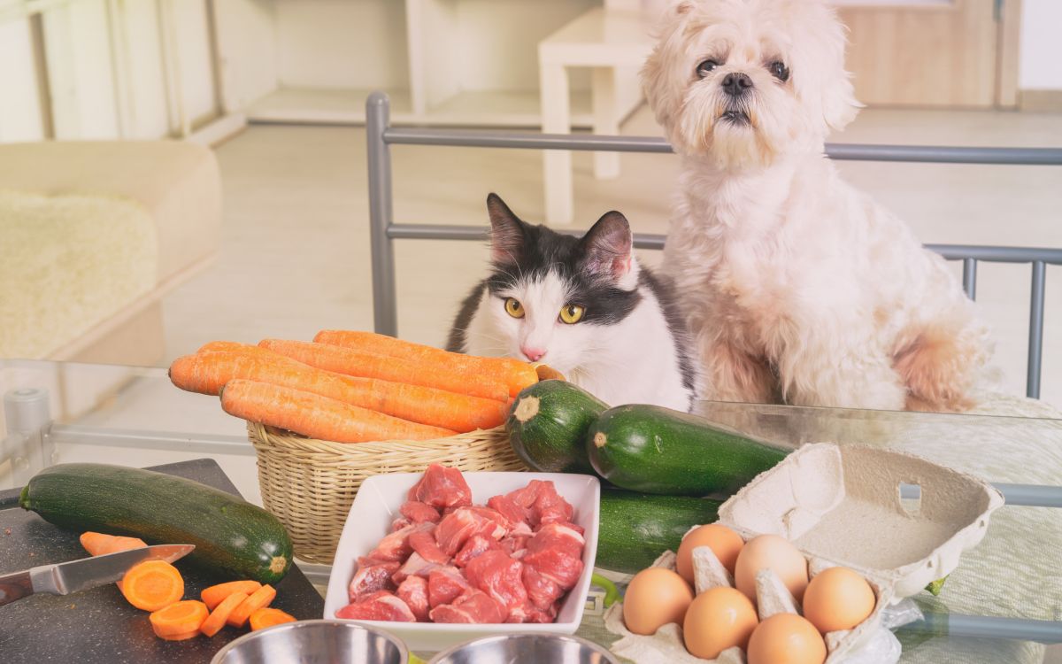 Nên Cho Chó Ăn Gì?