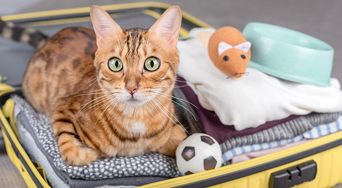 Nên Chuẩn Bị Gì Khi Mang Chó Mèo Đi Du Lịch