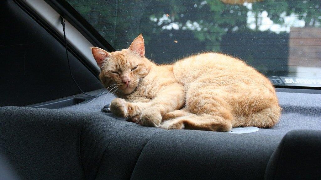 Nguyên Nhân Chó Mèo Bị Say Xe