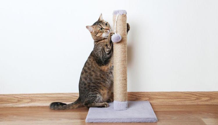 Những Lưu Ý Khi Huấn Luyện Mèo Sử Dụng Nhà Cây