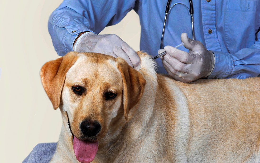 Phòng Ngừa Bệnh Dại Ở Chó