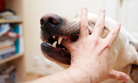 Quá Trình Phát Triển Bệnh Dại Ở Người