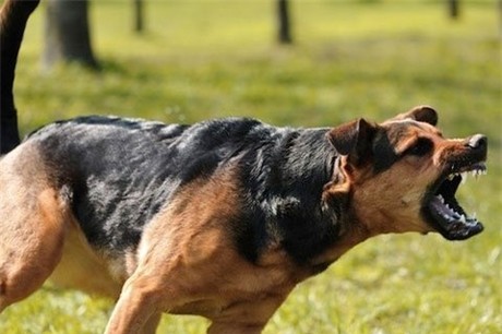 Lý Giải Hiện Tượng "Sủa" Khi Bị Chó Dại Cắn