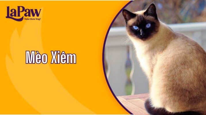 Mèo Xiêm