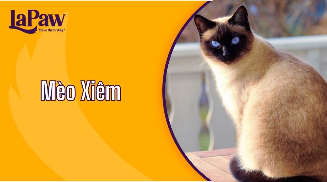 Mèo Xiêm