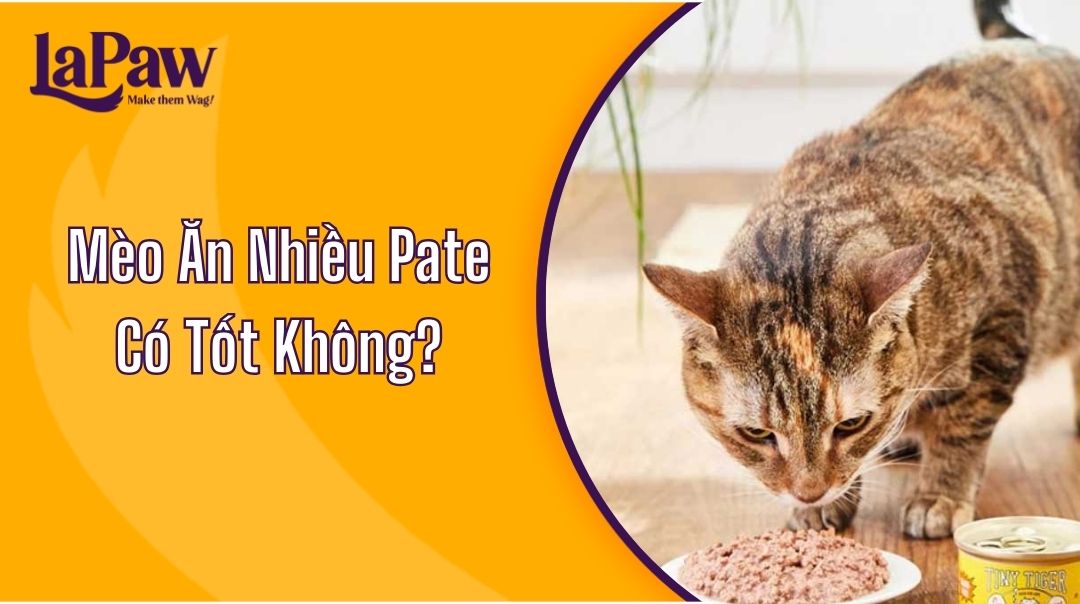 Mèo Ăn Nhiều Pate Có Tốt Không?