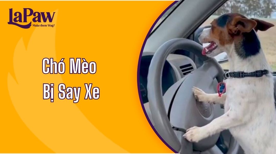 Chó Mèo Bị Say Xe