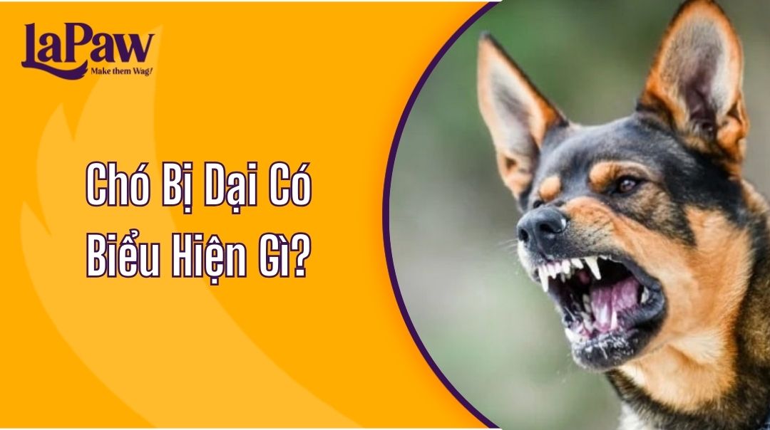 Chó Bị Dại Có Biểu Hiện Gì?