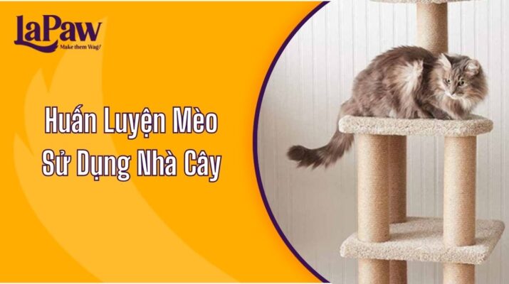 Huấn Luyện Mèo Sử Dụng Nhà Cây