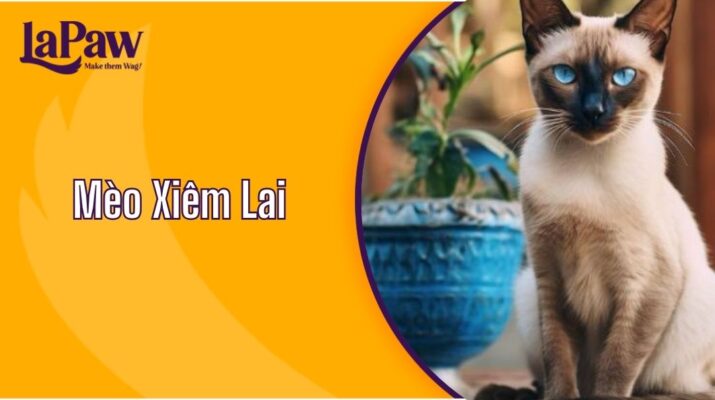 Mèo Xiêm Lai