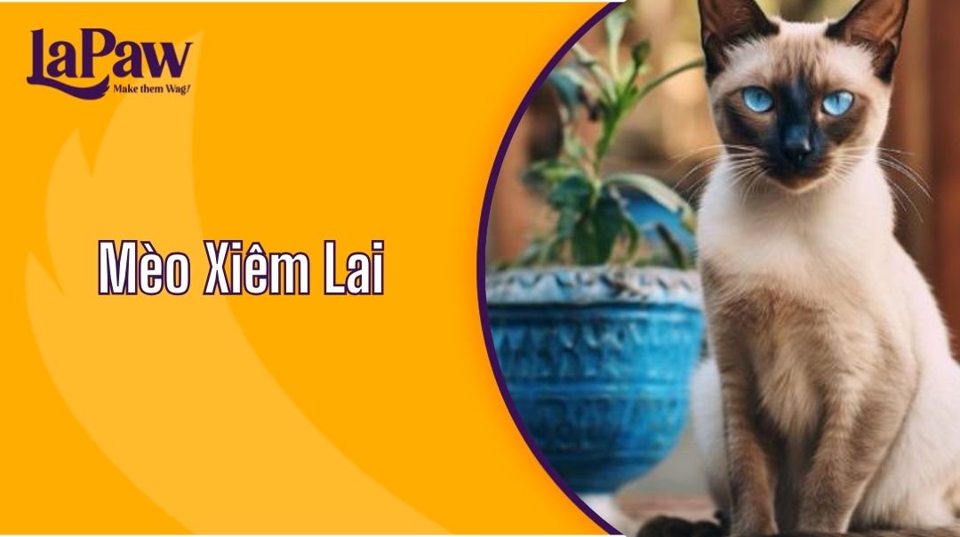 Mèo Xiêm Lai