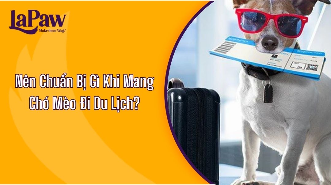 Nên Chuẩn Bị Gì Khi Mang Chó Mèo Đi Du Lịch?