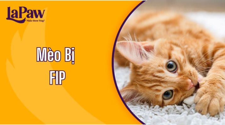 Mèo bị FIP