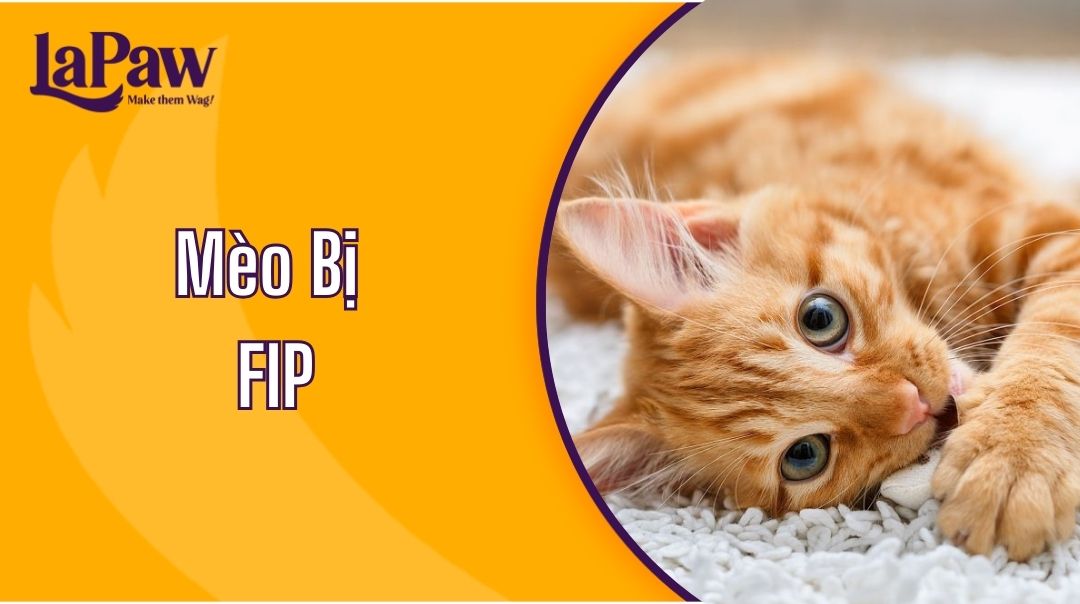 Mèo bị FIP