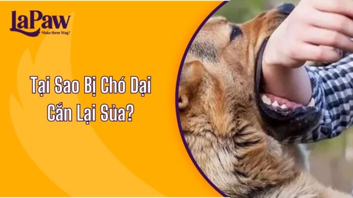 Tại Sao Bị Chó Dại Cắn Lại Sủa?