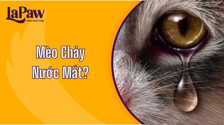 mèo chảy nước mắt