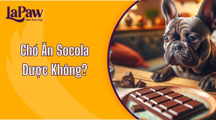 Chó Ăn Socola Được Không?