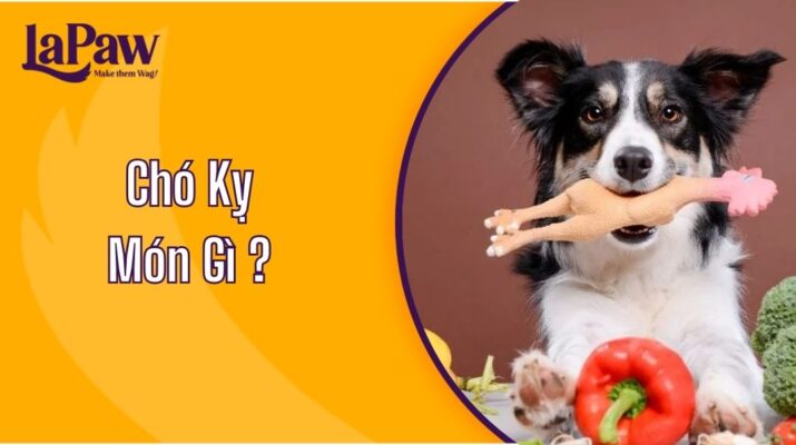 Chó Kỵ Món Gì