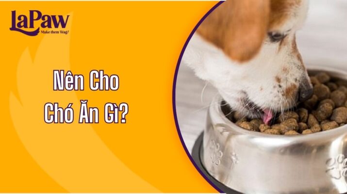 Nên Cho Chó Ăn Gì