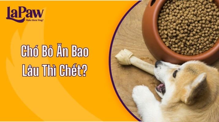 Chó Bỏ Ăn Bao Lâu Thì Chết?