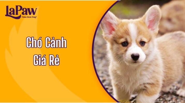 Chó Cảnh Giá Rẻ