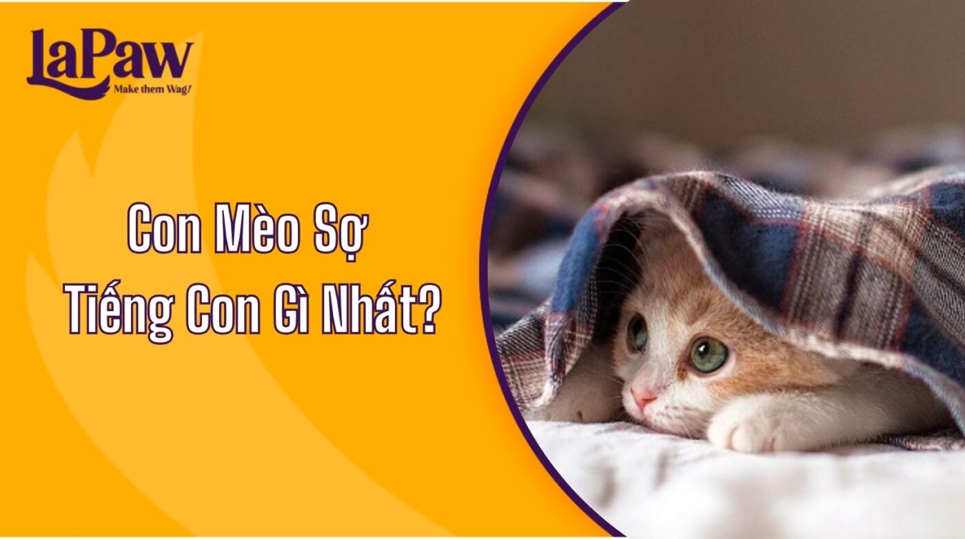 Con Mèo Sợ Tiếng Con Gì Nhất?