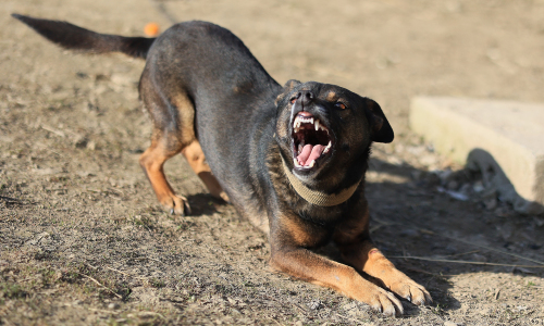 Tại Sao Bị Chó Dại Cắn Lại Sủa?