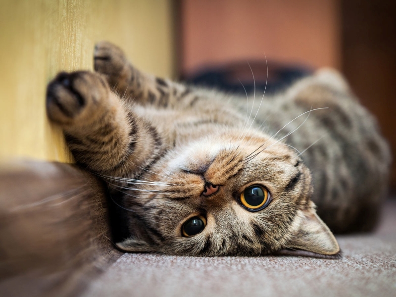 Tại Sao Nên Hiểu Rõ Về Nỗi Sợ Của Mèo?