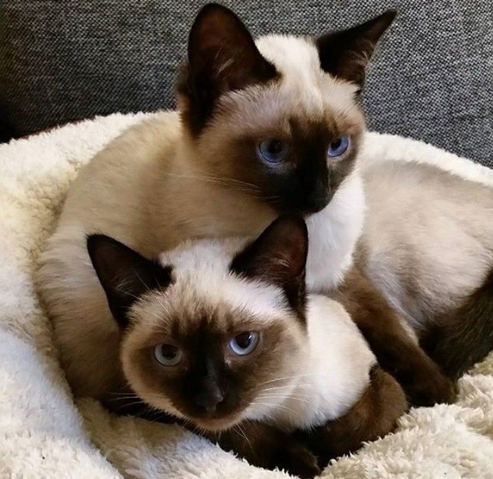 Tại Sao Nên Nuôi Mèo Xiêm?