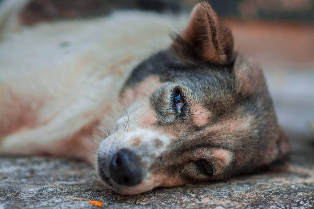 Triệu Chứng Của Bệnh Care Ở Chó