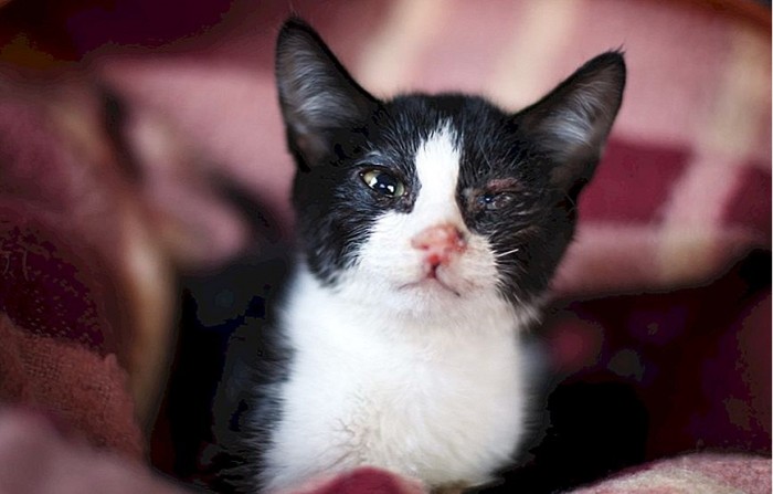 Triệu Chứng Kèm Theo Khi Mèo Chảy Nước Mắt