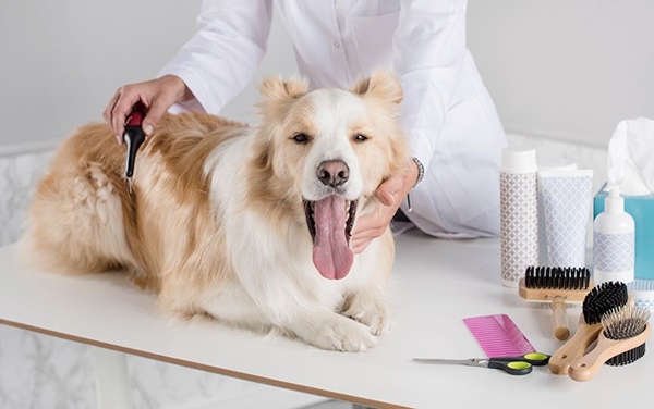 Cách chăm sóc chó lông ngắn