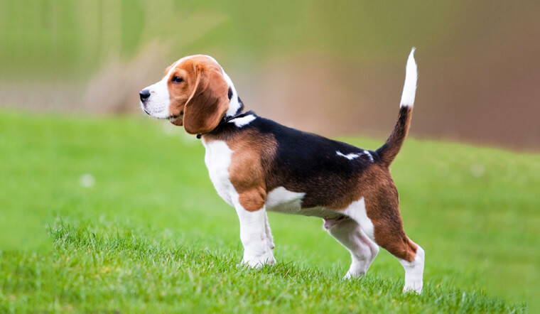 Chó Beagle