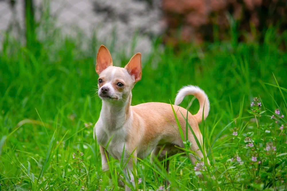 Chó Chihuahua