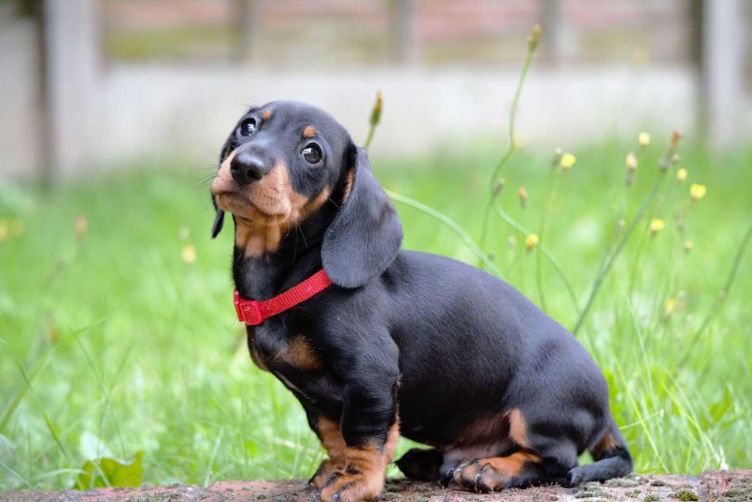 Giới thiệu về giống chó lông ngắn