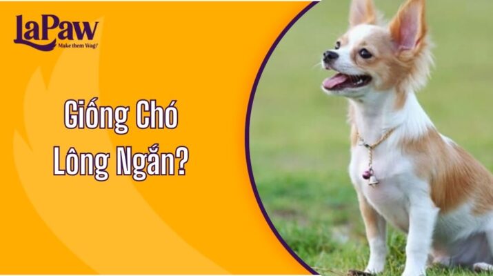 Giống Chó Lông Ngắn?