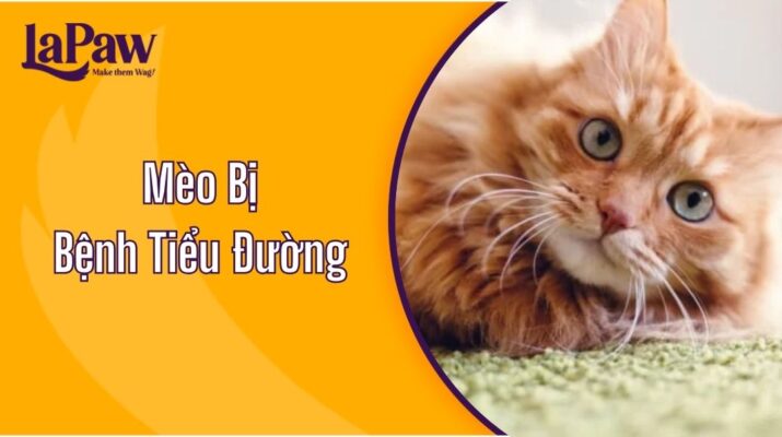 Mèo Bị Bệnh Tiểu Đường