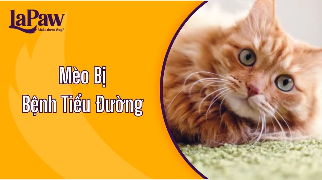 Mèo Bị Bệnh Tiểu Đường