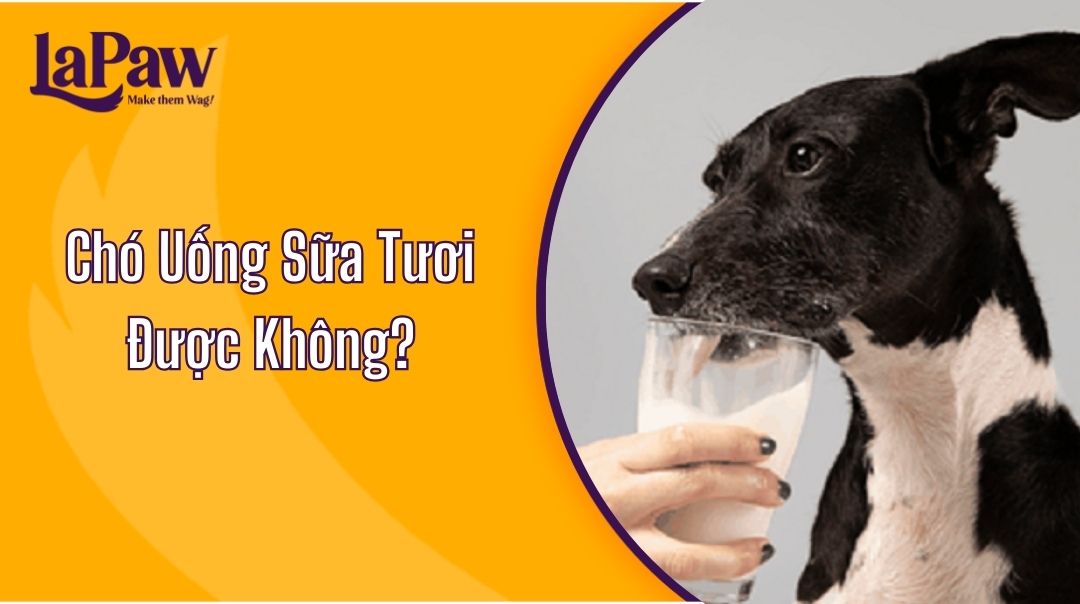 Chó Uống Sữa Tươi Được Không?
