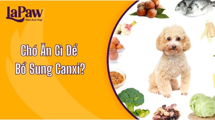 Chó Ăn Gì Để Bổ Sung Canxi?